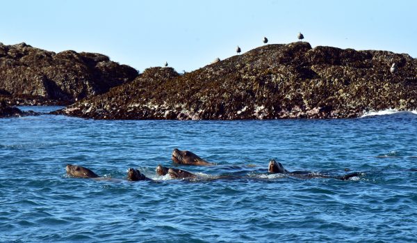 Stellerscher Seelöwen nahe den Inian-Inseln