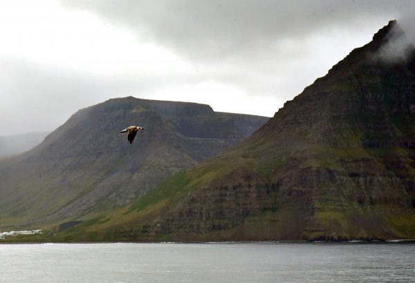 Ein Vogel im Ísafjörður