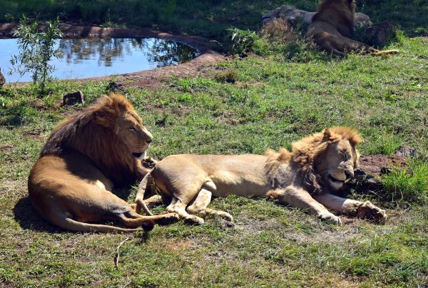 Löwen im Lion und Safari Park