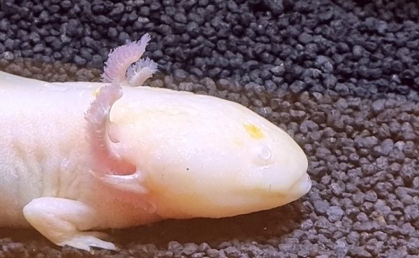 Ein Axolotl im Sea Life in Königswinter