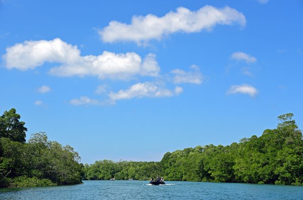 Mangroven im Lampi Island Marine National Park