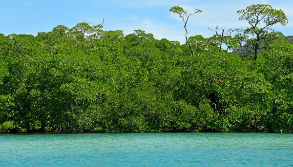 Mangroven im Lampi Island Marine National Park