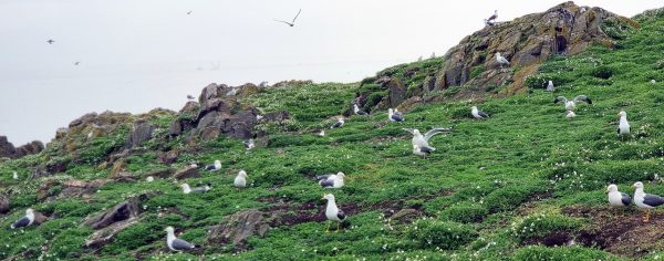 Vögel auf der Isle of May