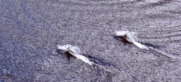 Delfine über dem Wasser in den Fjorden von Chile gesehen von der HANSEATIC nature aus