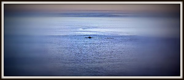 Ein Wal in den Weiten des Ozeans
