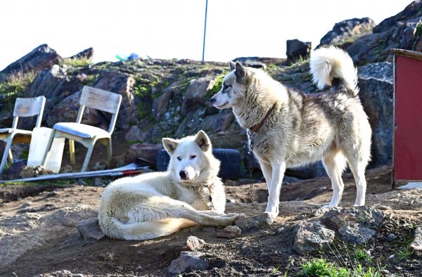Grönlandhunde im Dog Town in Sisimiut