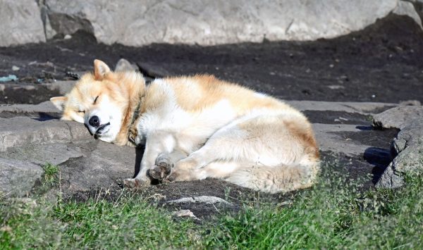 Schlafender Hund im Dog Town in Sisimiut