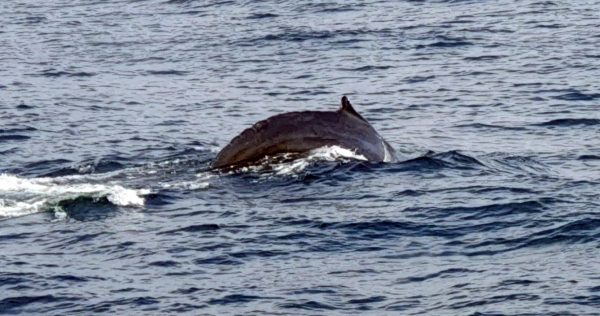 Wal in der Southeast Island Passage