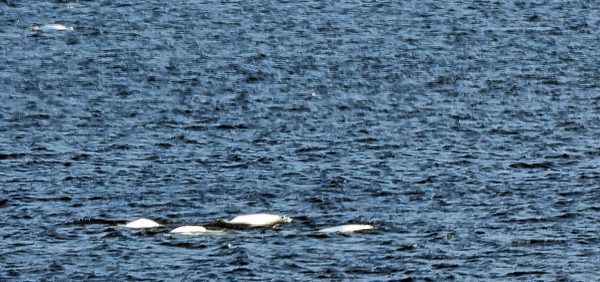 Beluga-Wale nahe Tadoussac