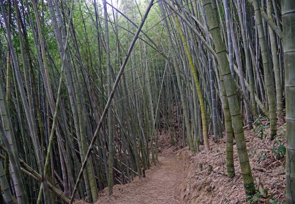 Der Bambuswald der Bo Zho Villa in Sanyi