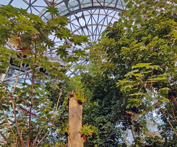 Im Greenhouse vom botanischen Garten in Taichung