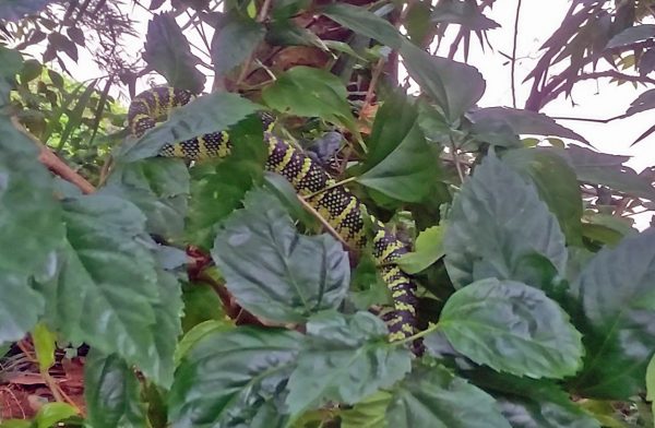 Eine Wagler's Pit Viper Schlange in Gunung Leuser Nationalpark