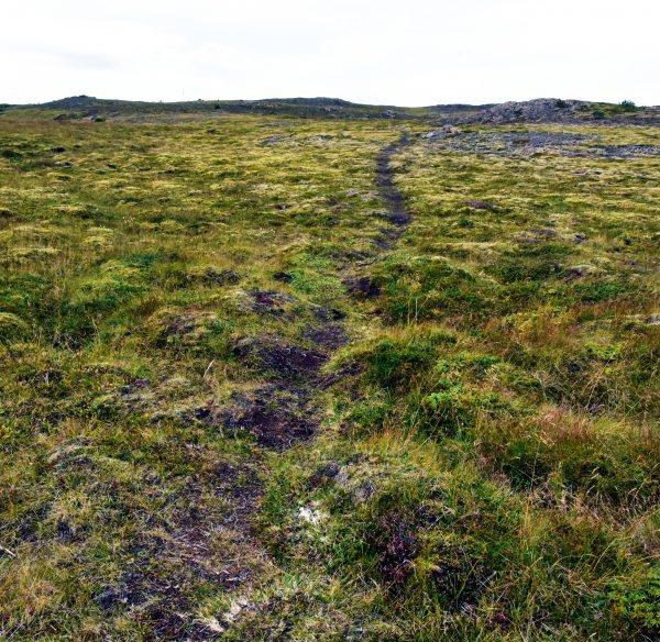 Lava-Steine auf dem 'Lava Field Trail' in Vopnafjörður
